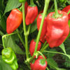 Picture of Padron - EKO frö - KRAV