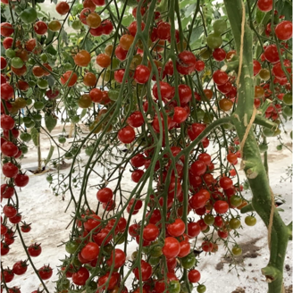 Picture of Red Cherry - EKO frö - KRAV