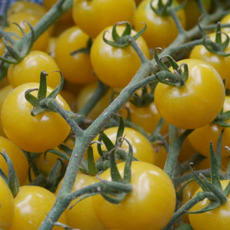 Picture of Snowberry - EKO frö - KRAV