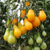 Picture of Yellow Pearshaped - EKO frö - KRAV
