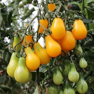 Picture of Yellow Pearshaped - EKO frö - KRAV