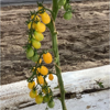 Picture of Yellow Pearshaped - EKO frö - KRAV