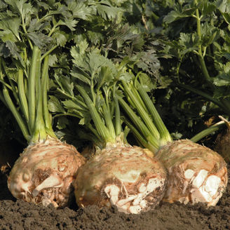 Picture of Rotselleri Prinz Ekologiskt förgott pellets