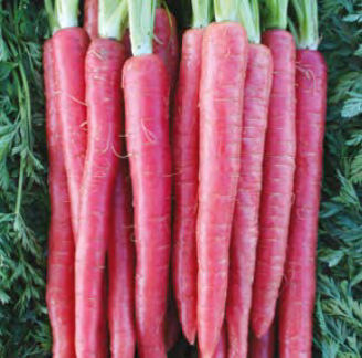 Picture of Morot Rubypak F1