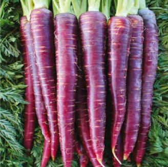 Picture of Morot Purple Elite F1