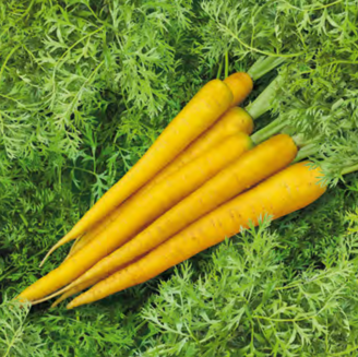 Picture of Morot Yellowbunch F1
