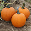 Picture of Pumpa Justify