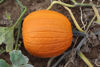 Picture of Pumpa Justify