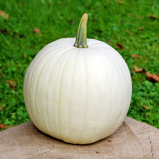 Picture of Pumpa Cotton Candy