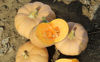 Picture of Pumpa Butterkin