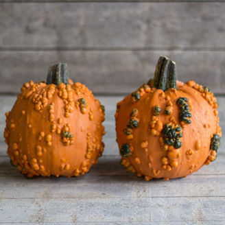 Picture of Pumpa Baby Bumps