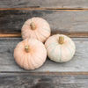 Picture of Pumpa Winter Blush F1