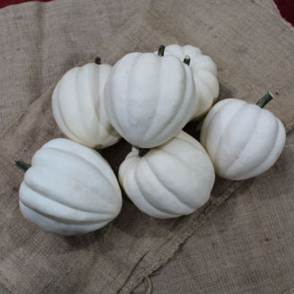 Picture of Pumpa White Pearl