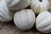 Picture of Pumpa White Pearl