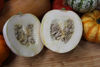 Picture of Pumpa White Pearl