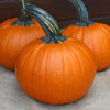 Picture of Pumpa Jack of Hearts F1