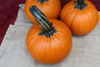Picture of Pumpa Jack of Hearts F1