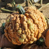 Picture of Pumpa Grizzly Bear F1