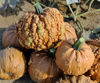 Picture of Pumpa Grizzly Bear F1