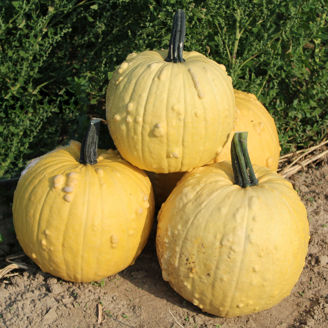 Picture of Pumpa Homestyle F1