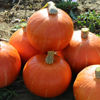 Picture of Pumpa Gustar F1