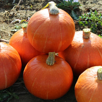 Picture of Pumpa Gustar F1