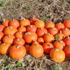 Picture of Pumpa Gustar F1