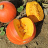 Picture of Pumpa Gustar F1