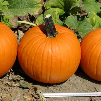 Picture of Pumpa Sprinter F1