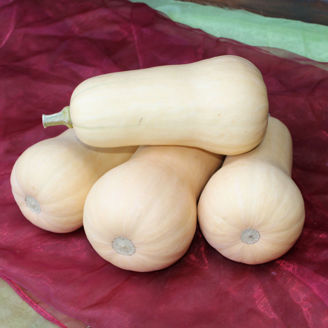 Picture of Pumpa Emilly F1