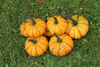 Picture of Pumpa Warty Gnome F1