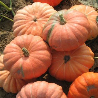 Picture of Pumpa Garbo