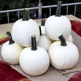 Picture of Pumpa Avalanche F1