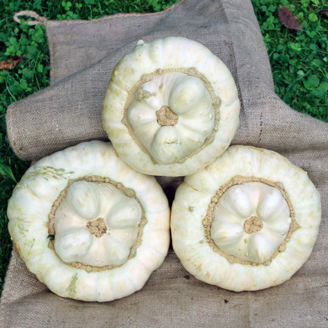 Picture of Pumpa White Turban
