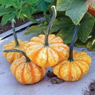 Picture of Pumpa Sunrise F1