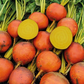Picture of Gulbeta Amarelly