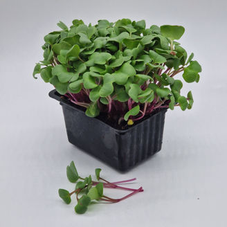 Picture of Rädisa China Rose