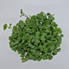 Picture of Rädisa China Rose