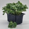 Picture of Rädisa Daikon, vit