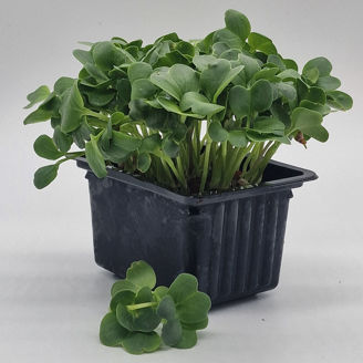 Picture of Rädisa Daikon, vit