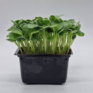 Picture of Rädisa Daikon, ekologiskt odlat frö