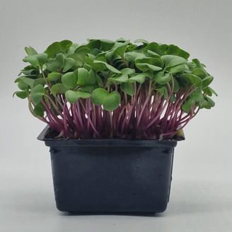 Picture of Rädisa China rose, ekologiskt odlat frö