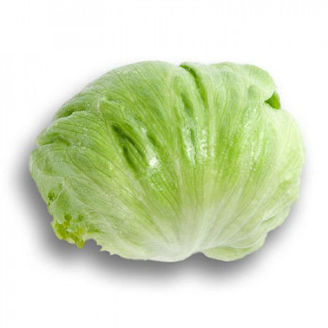 Picture of Isbergssallat Umbrinas RZ
