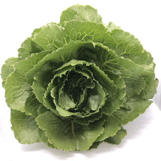 Picture of Mini Cosberg Greenspy