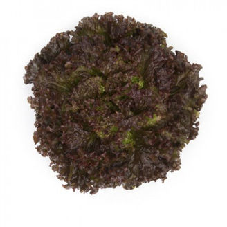 Picture of Bataviasallat Mineral RZ - EKO