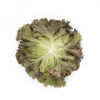 Picture of Bataviasallat Mineral RZ - EKO