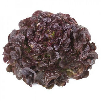 Picture of Ekbladssallat Macai RZ
