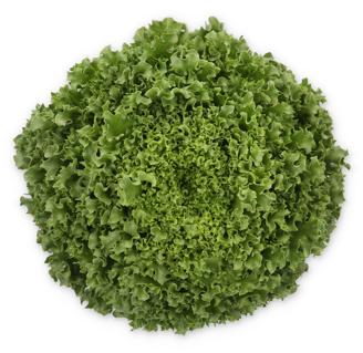 Picture of Kristallsallat Hydrolique RZ