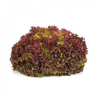 Picture of Lollo rosso Traject RZ - EKO