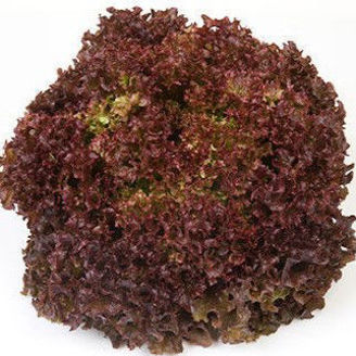 Picture of Lollo rosso Antonet RZ